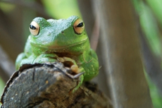 Puerto Limon Veragua Rainforest cruise excursion